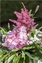 Astilbe japonica - Japanische Prachtspiere Astilbe japonica - Japanische Prachtspiere