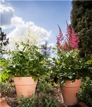 Astilbe japonica - Japanische Prachtspiere Astilbe japonica - Japanische Prachtspiere