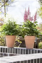 Astilbe japonica - Japanische Prachtspiere Astilbe japonica - Japanische Prachtspiere