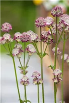 Astrantia major 'Abbey Road'® - Garten-Sterndolde 'Abbey Road'®