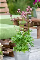 Astrantia major 'Abbey Road'® - Garten-Sterndolde 'Abbey Road'®