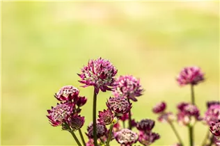 Astrantia major 'Abbey Road'® - Garten-Sterndolde 'Abbey Road'®
