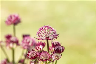 Astrantia major 'Abbey Road'® - Garten-Sterndolde 'Abbey Road'®