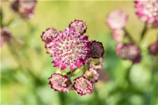 Astrantia major 'Abbey Road'® - Garten-Sterndolde 'Abbey Road'®