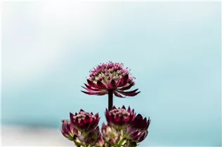 Astrantia major 'Abbey Road'® - Garten-Sterndolde 'Abbey Road'®