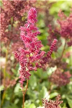 Astilbe x arendsii - Arends Garten-Prachtspiere Astilbe x arendsii - Arends Garten-Prachtspiere