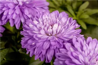 Aster novi-belgii 'Carnival' - Glattblatt-Aster 'Carnival'
