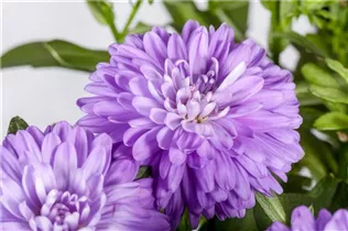 Aster novi-belgii 'Carnival' - Glattblatt-Aster 'Carnival'