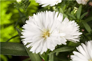 Aster novi-belgii 'Carnival' - Glattblatt-Aster 'Carnival'