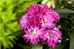 Aster novi-belgii 'Carnival' - Glattblatt-Aster 'Carnival'