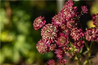 Astrantia major 'Moulin Rouge'® - Garten-Sterndolde 'Moulin Rouge'®