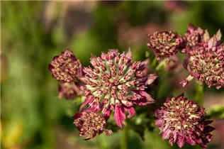 Astrantia major 'Moulin Rouge'® - Garten-Sterndolde 'Moulin Rouge'®