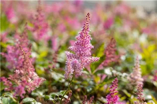 Astilbe japonica 'Mainz' - Garten-Prachtspiere 'Mainz'