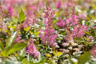 Astilbe japonica 'Mainz' - Garten-Prachtspiere 'Mainz'