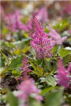 Astilbe japonica 'Mainz' - Garten-Prachtspiere 'Mainz'