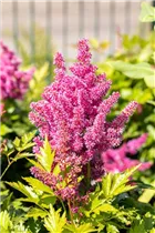 Astilbe japonica 'Mainz' - Garten-Prachtspiere 'Mainz'
