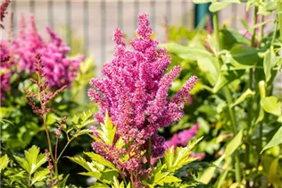 Astilbe japonica 'Mainz' - Garten-Prachtspiere 'Mainz'