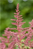 Astilbe japonica 'Younique'® - Astilbe japonica 'Younique'®