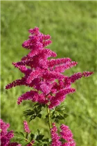 Astilbe japonica 'Younique'® - Astilbe japonica 'Younique'®