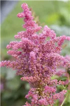 Astilbe japonica 'Younique'® - Astilbe japonica 'Younique'®