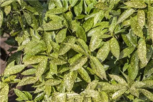 Aucuba japonica - Japanische Aucube