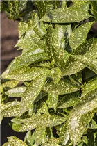 Aucuba japonica - Japanische Aucube