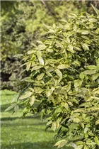 Aucuba japonica - Japanische Aucube