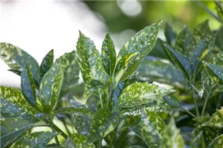 Aucuba japonica - Japanische Aucube