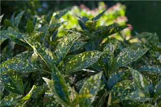 Aucuba japonica - Japanische Aucube