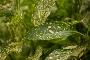 Aucuba japonica - Japanische Aucube