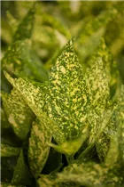 Aucuba japonica - Japanische Aucube