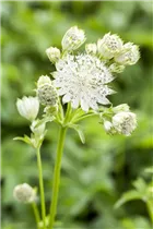 Astrantia major, weiß - Astrantia major, weiß