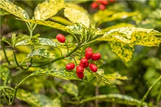 Aucuba japonica 'Variegata' - Japanische Aucube 'Variegata'
