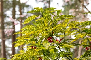 Aucuba japonica 'Variegata' - Japanische Aucube 'Variegata'