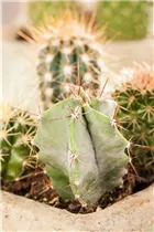 Astrophytum - Astrophytum Astrophytum - Astrophytum