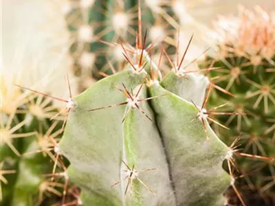 Astrophytum - Astrophytum Astrophytum - Astrophytum