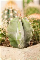 Astrophytum - Astrophytum Astrophytum - Astrophytum