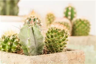 Astrophytum - Astrophytum Astrophytum - Astrophytum
