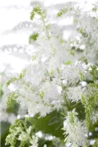 Astilbe x arendsii - Arends Garten-Prachtspiere Astilbe x arendsii - Arends Garten-Prachtspiere