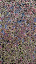 Azolla caroliniana - Kleiner Algenfarn Azolla caroliniana - Kleiner Algenfarn