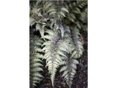 Athyrium niponicum 'Metallicum' - Regenbogenfarn 'Metallicum' Athyrium niponicum 'Metallicum' - Regenbogenfarn 'Metallicum'