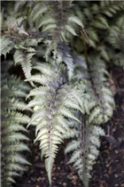 Athyrium niponicum 'Metallicum' - Regenbogenfarn 'Metallicum' Athyrium niponicum 'Metallicum' - Regenbogenfarn 'Metallicum'