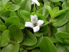Bacopa caroliniana - Großes Fettblatt Bacopa caroliniana - Großes Fettblatt