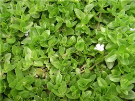 Bacopa caroliniana - Großes Fettblatt Bacopa caroliniana - Großes Fettblatt