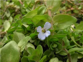 Bacopa caroliniana - Großes Fettblatt Bacopa caroliniana - Großes Fettblatt
