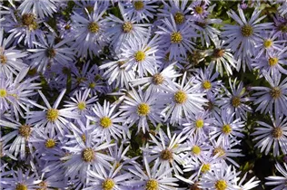 Aster pyrenaeus 'Lutetia' - Garten-Pyrenäen-Aster 'Lutetia'
