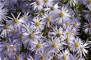 Aster pyrenaeus 'Lutetia' - Garten-Pyrenäen-Aster 'Lutetia'