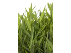 Bambusa nana - Zwergbambus Bambusa nana - Zwergbambus