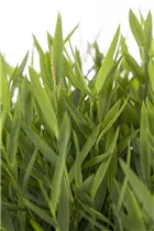 Bambusa nana - Zwergbambus