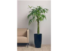 Bambusa ventricosa - Buddhabauch-Bambus Bambusa ventricosa - Buddhabauch-Bambus
